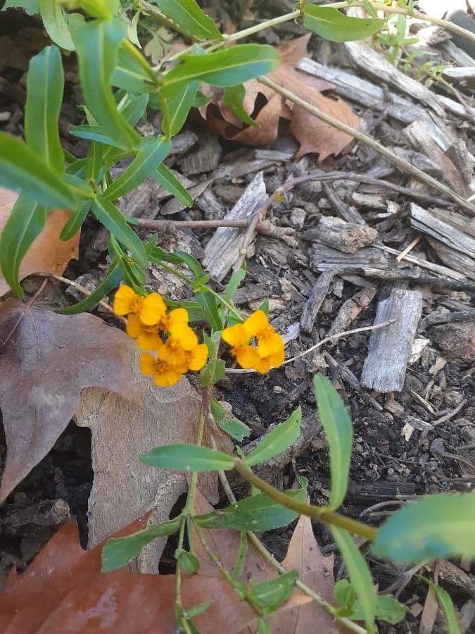 Tagetes 20