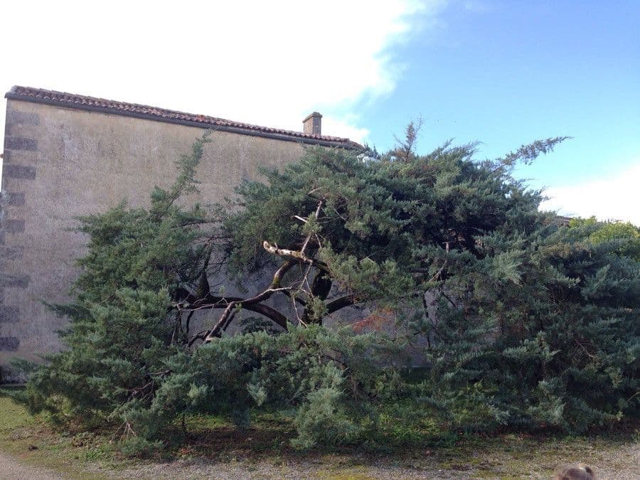 Spanische Wacholder 12