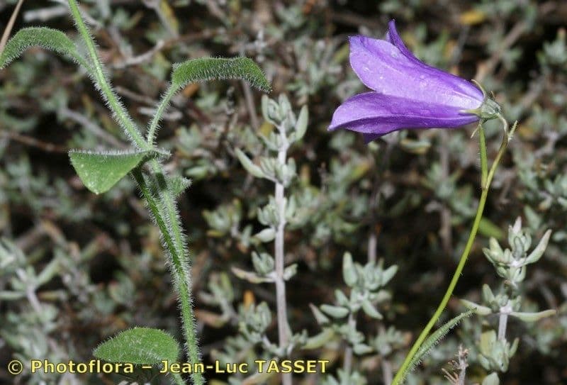 Campanula 7