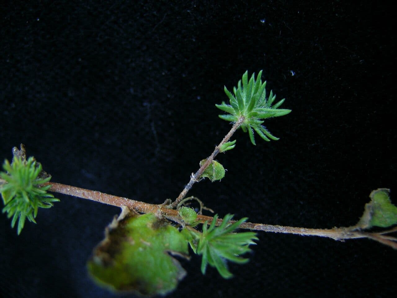 Hemiphragma 3