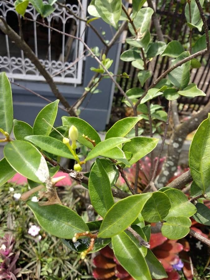 Wrightia 9