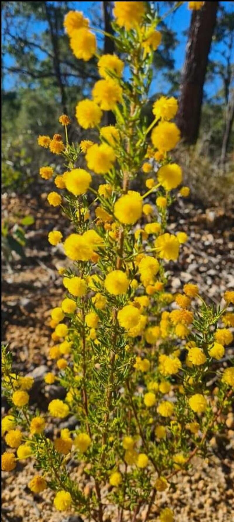 Acacia pulchella