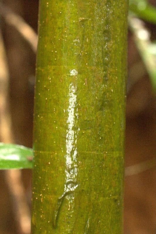 Capirona