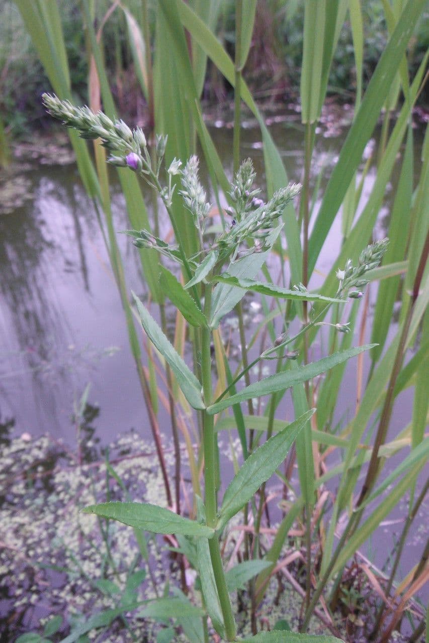 Veronica acquatica 26