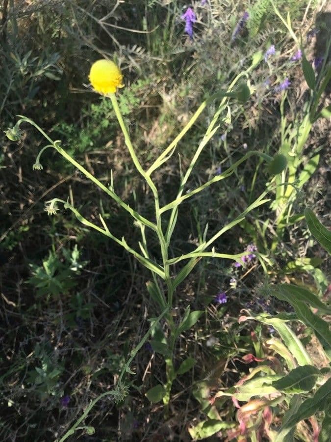Helenium 20