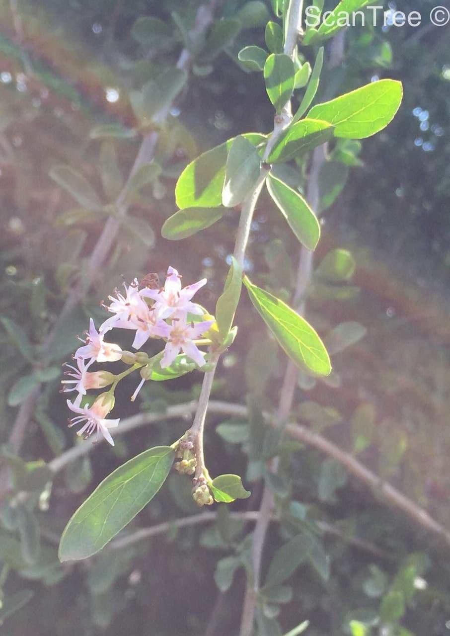 Ehretia rigida 6