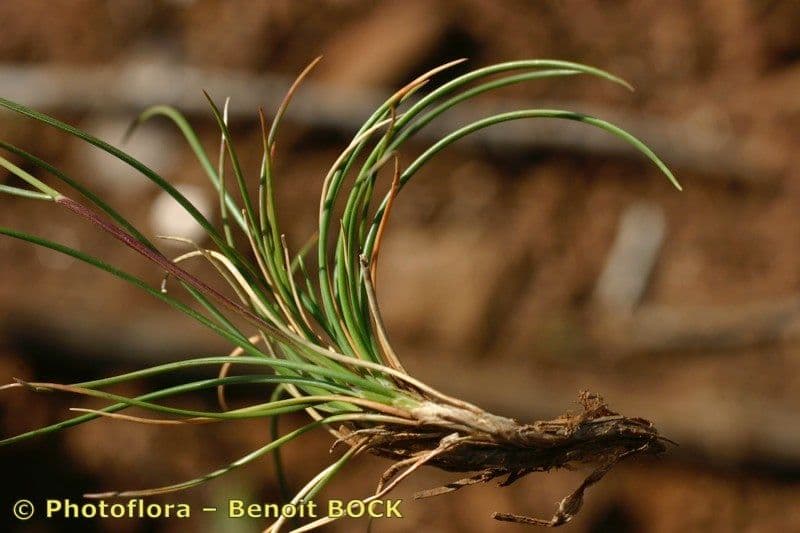 Festuca di Auquier 5