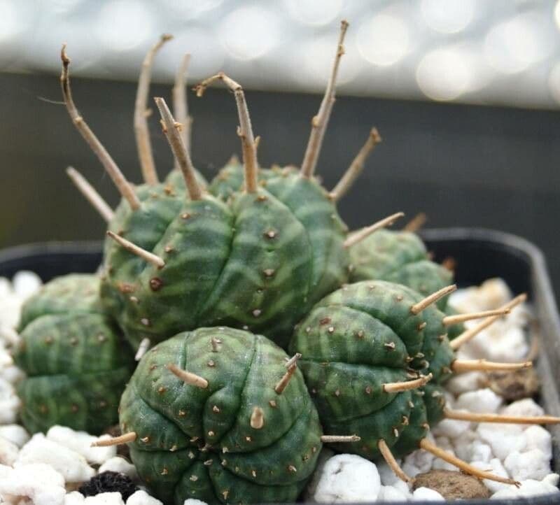 Melonensporn 9