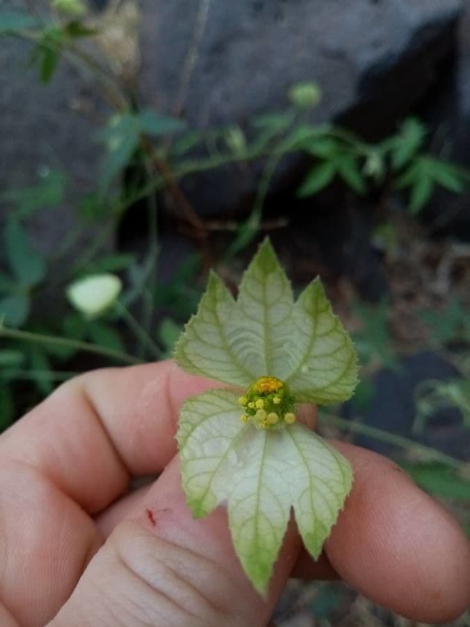 Dalechampia 6