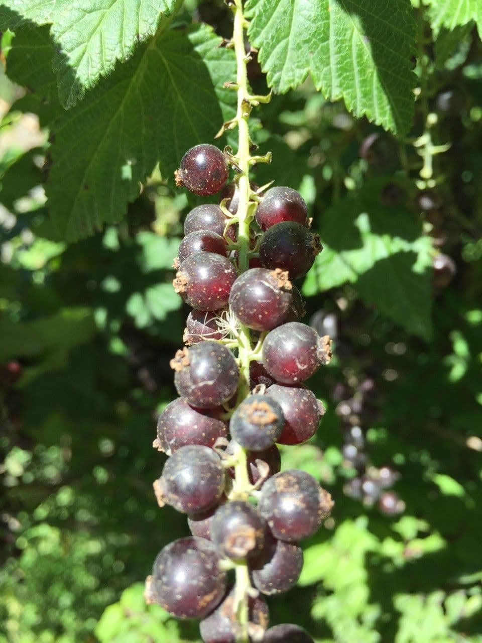 Ribes 3