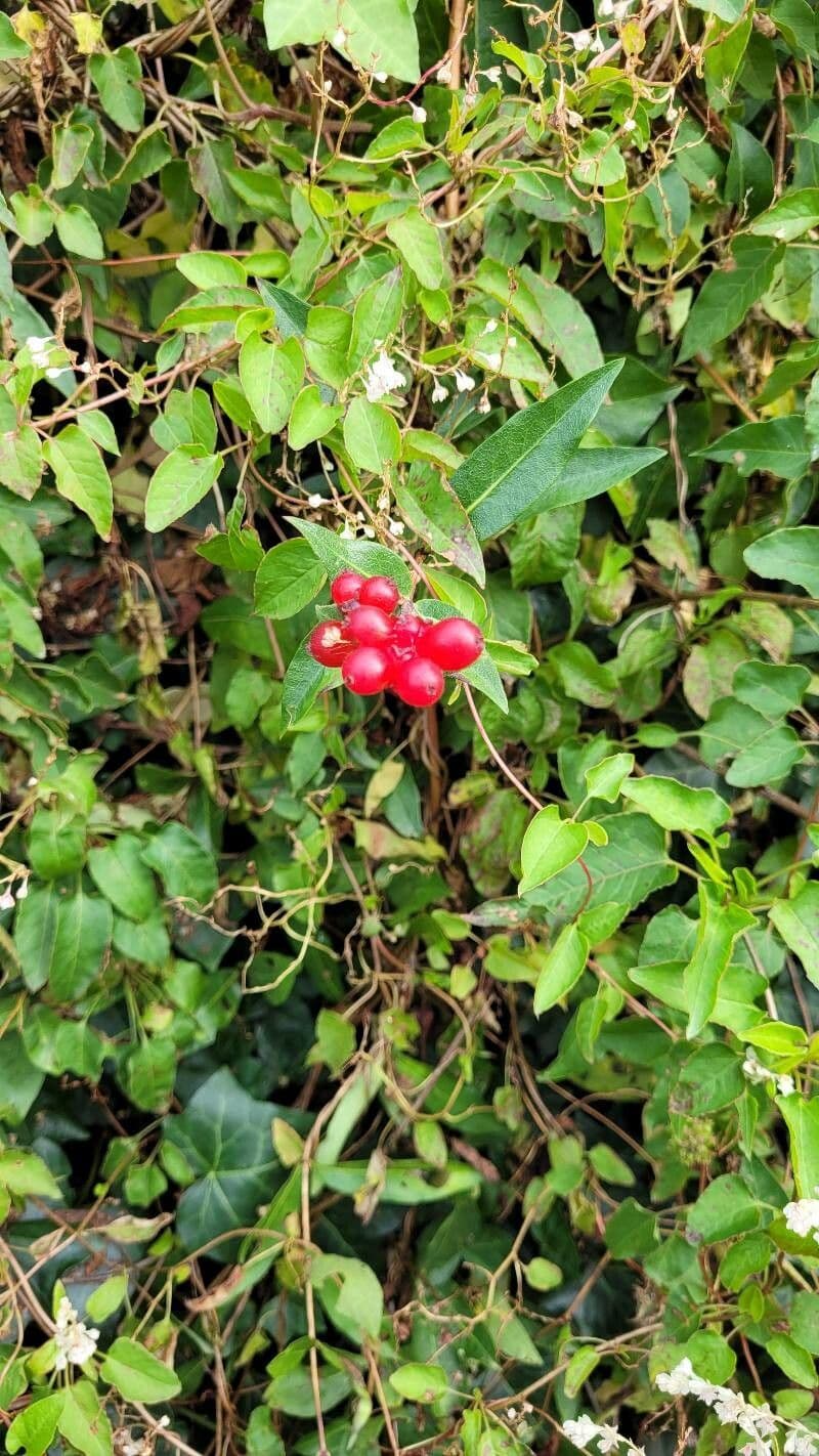 Wald-Geißblatt 5