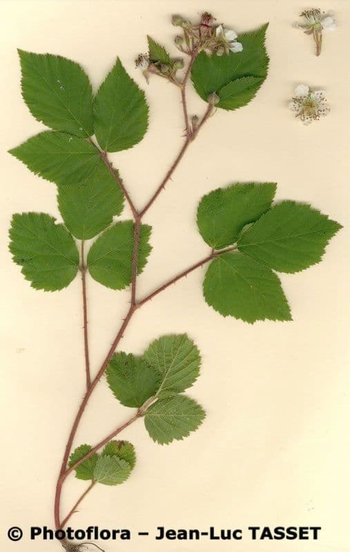 Bereifte Brombeere 29
