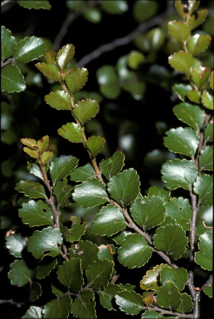 Silberbuche 10