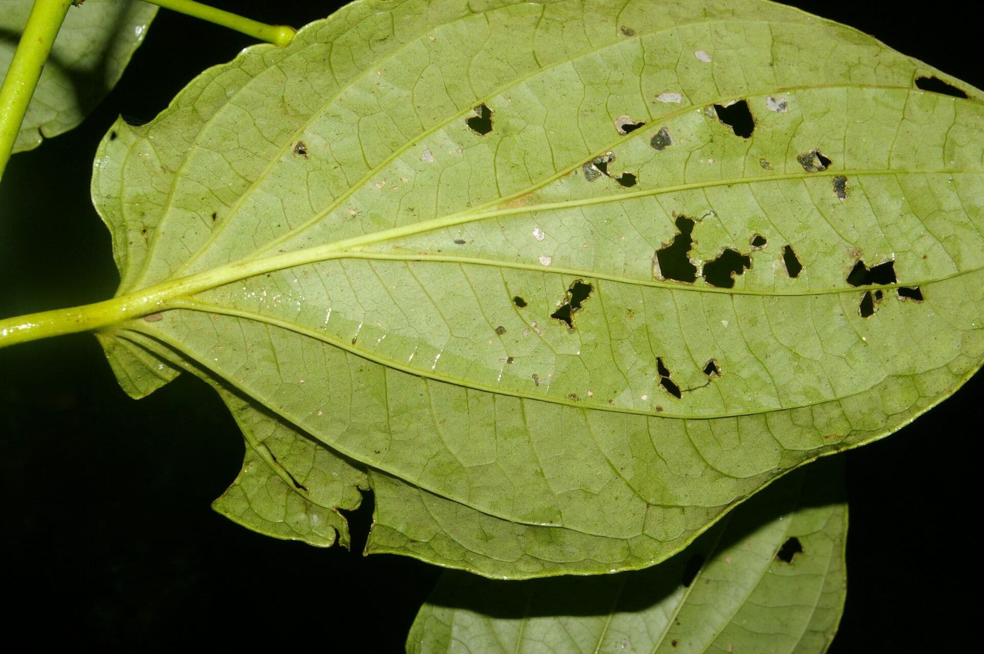Dicknerviger Pfeffer 5
