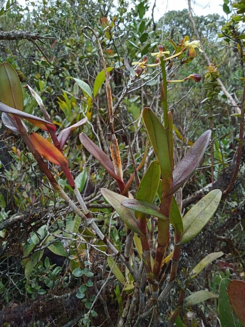 Epidendrum 10
