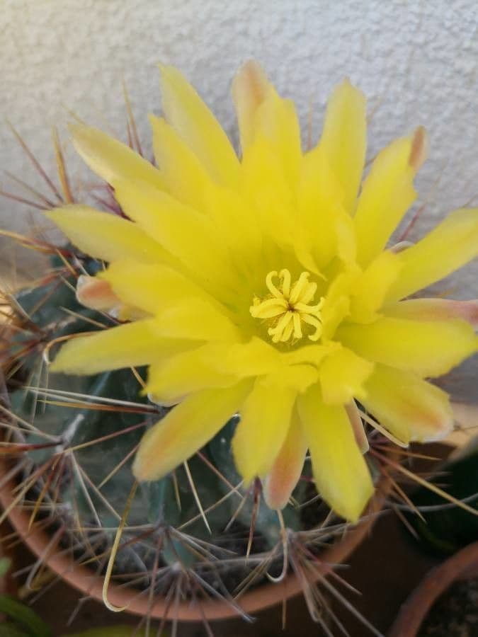 Cactus barile di Leconte 6