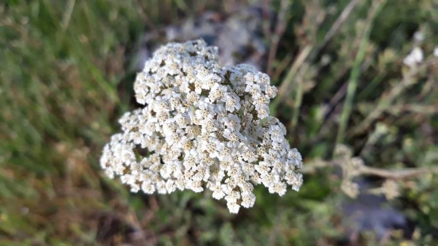 Achillea ligustica 8