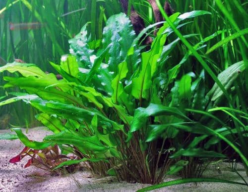 Cryptocoryne 2