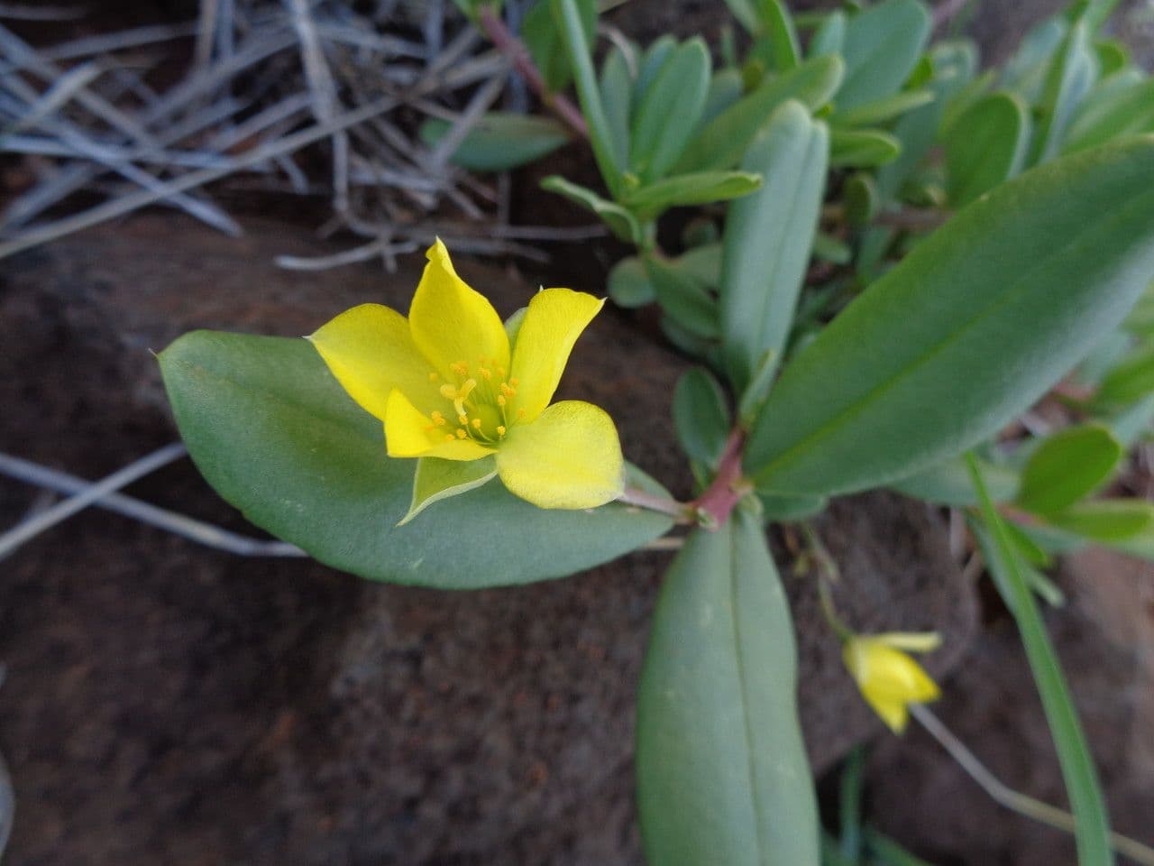 Portulaca