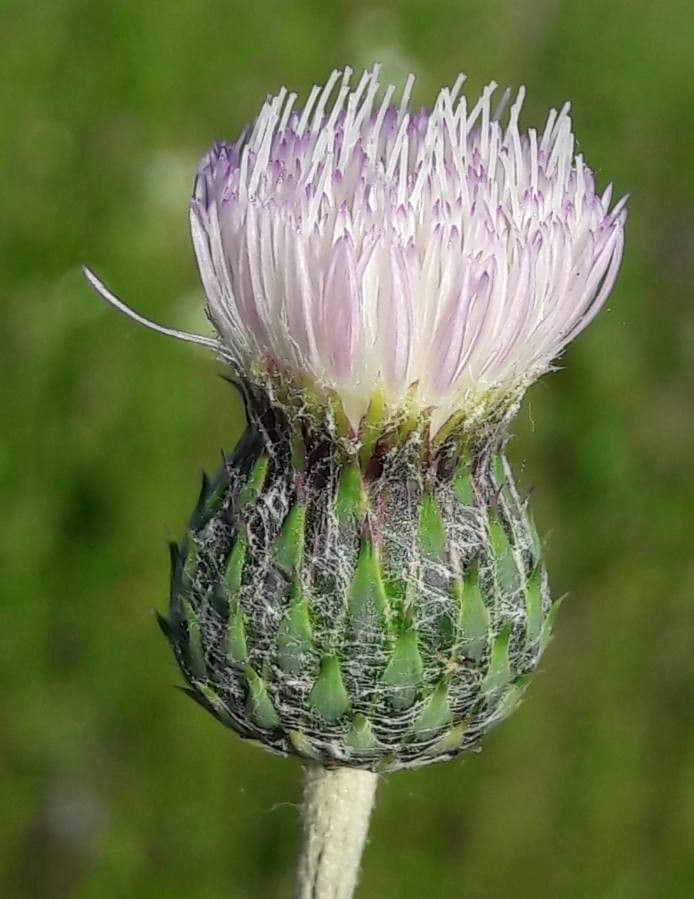 Weißgefleckte Distel 8