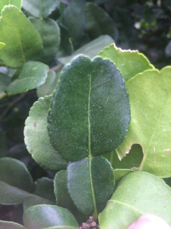 Combava 19