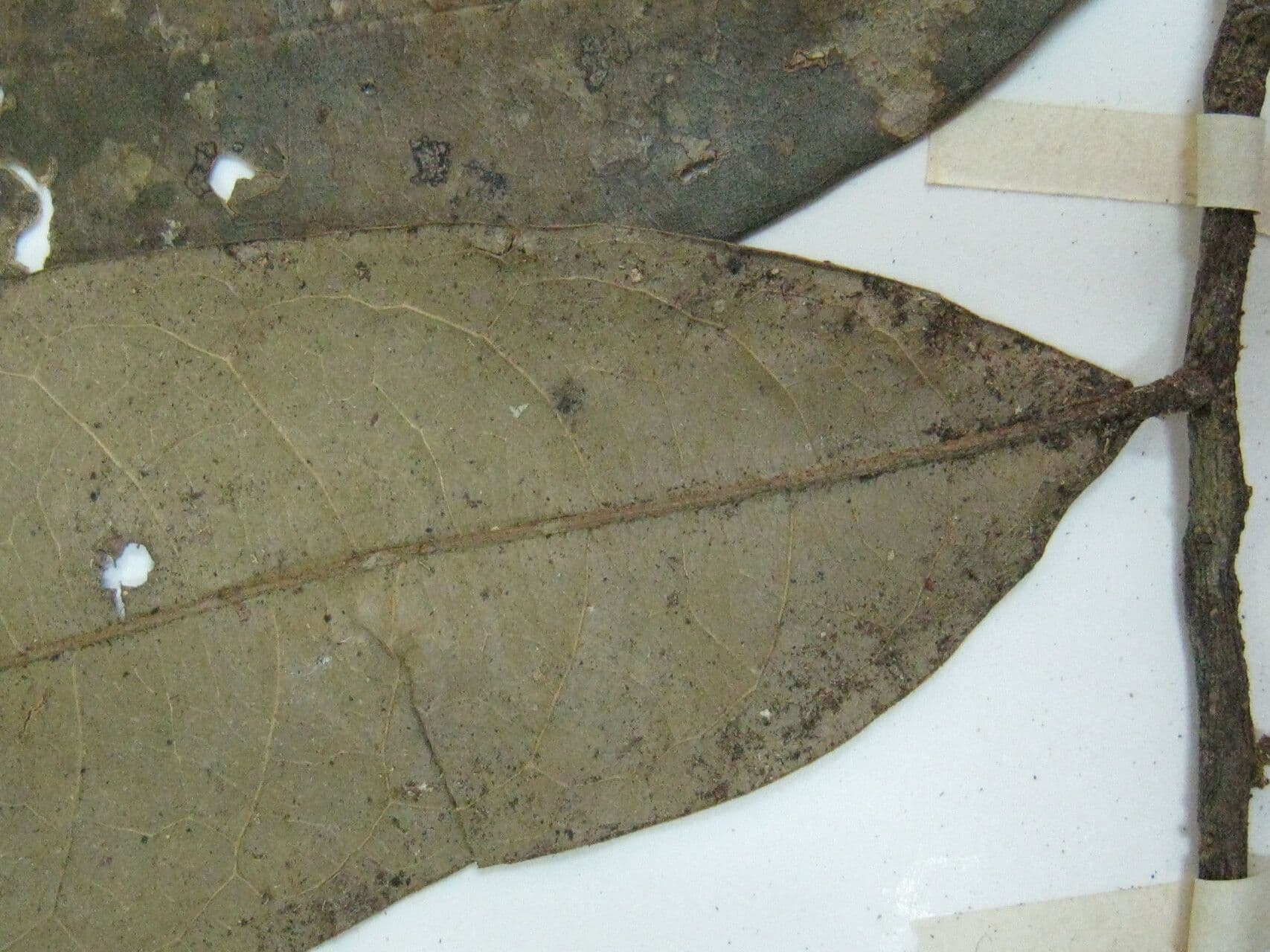 Duguetia 11