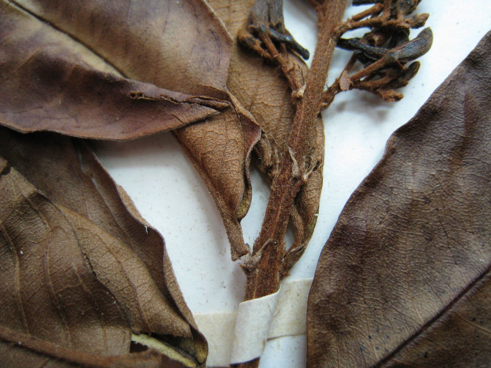 Vochysia 12