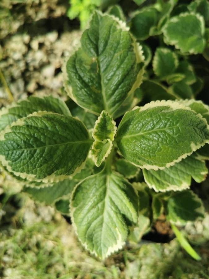 Plectranthus 11