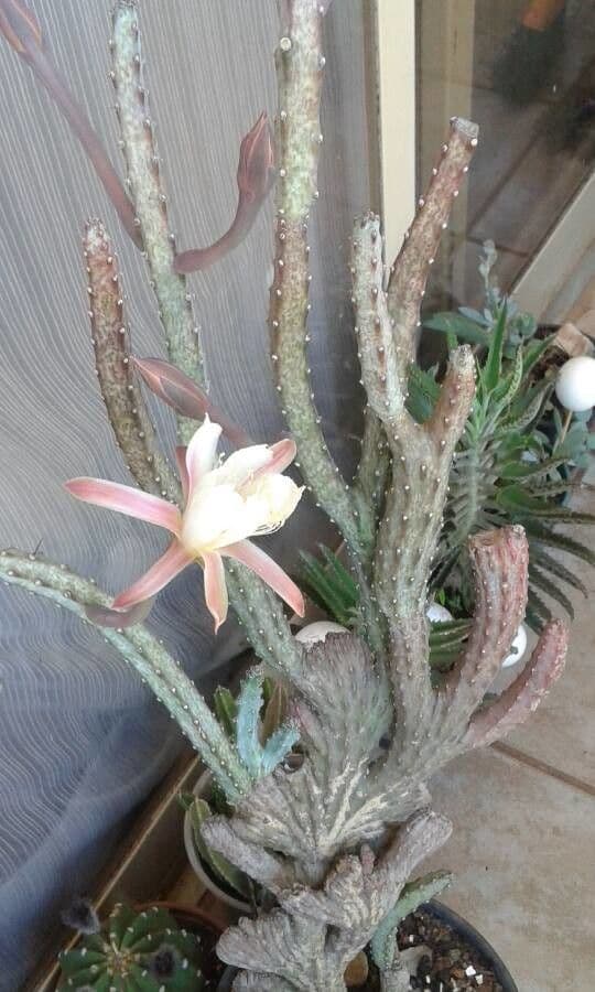 Cereus notturno del deserto 7