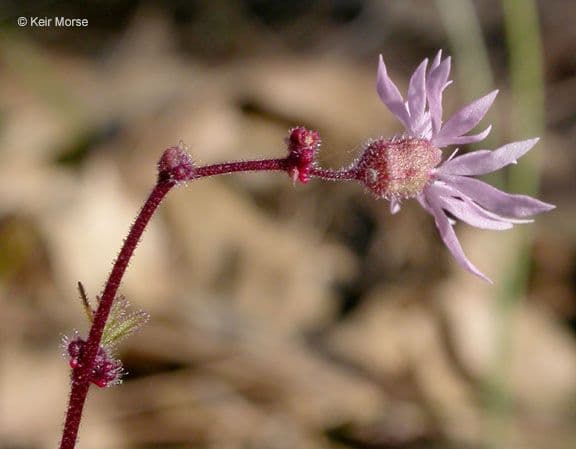 Lithophragma