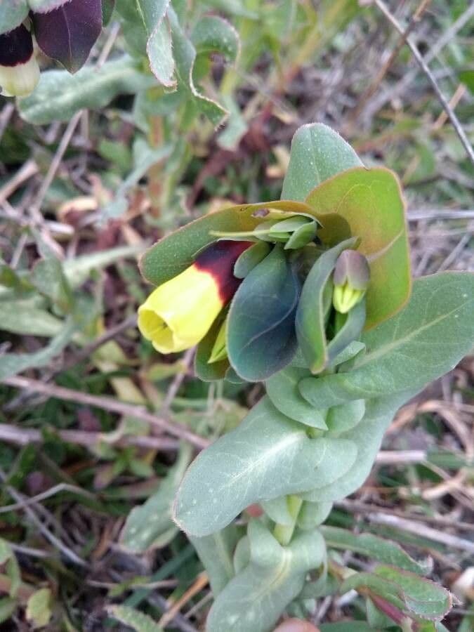 Cerinthe maggiore 7