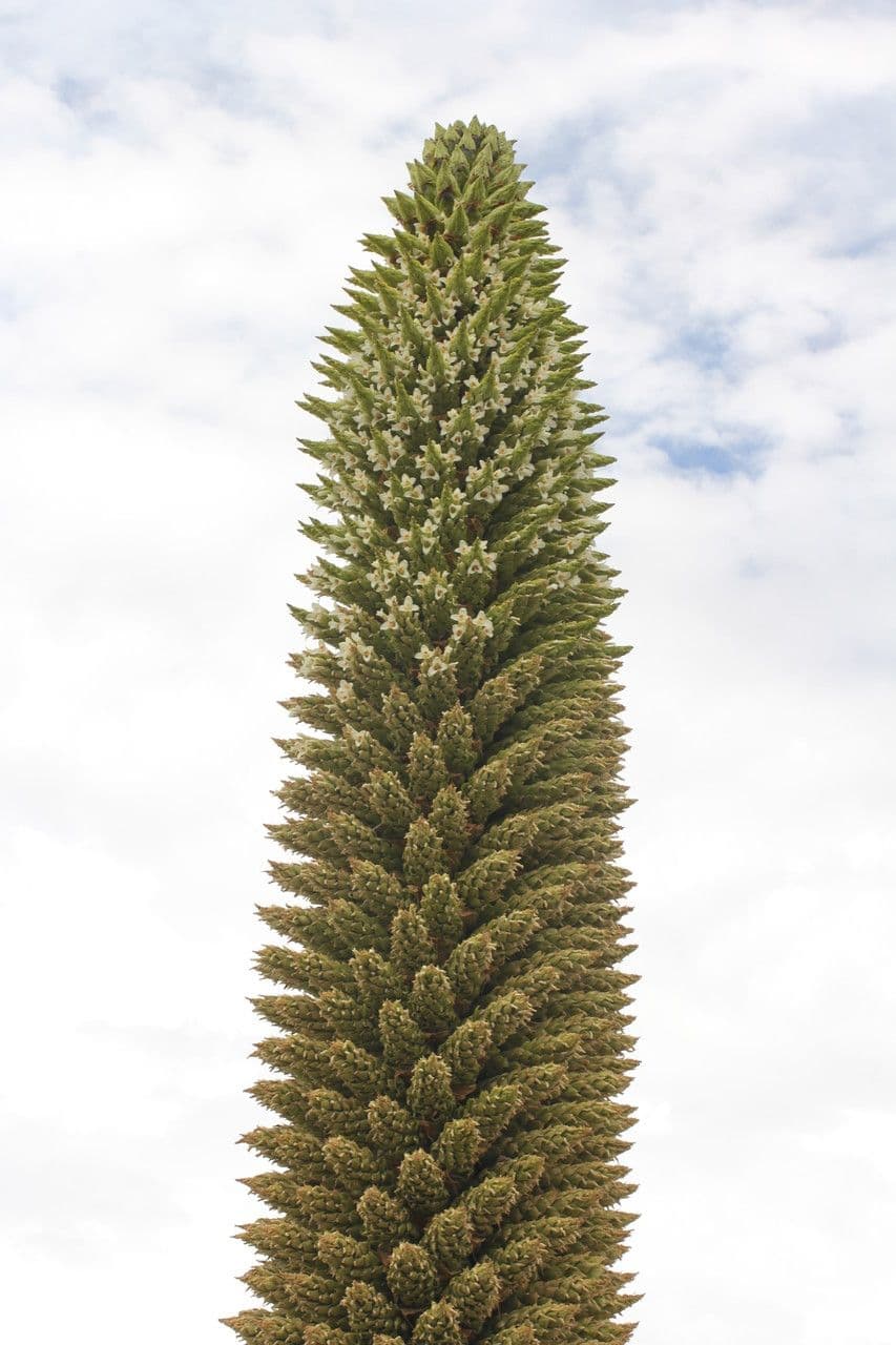 Puya raimondii 5