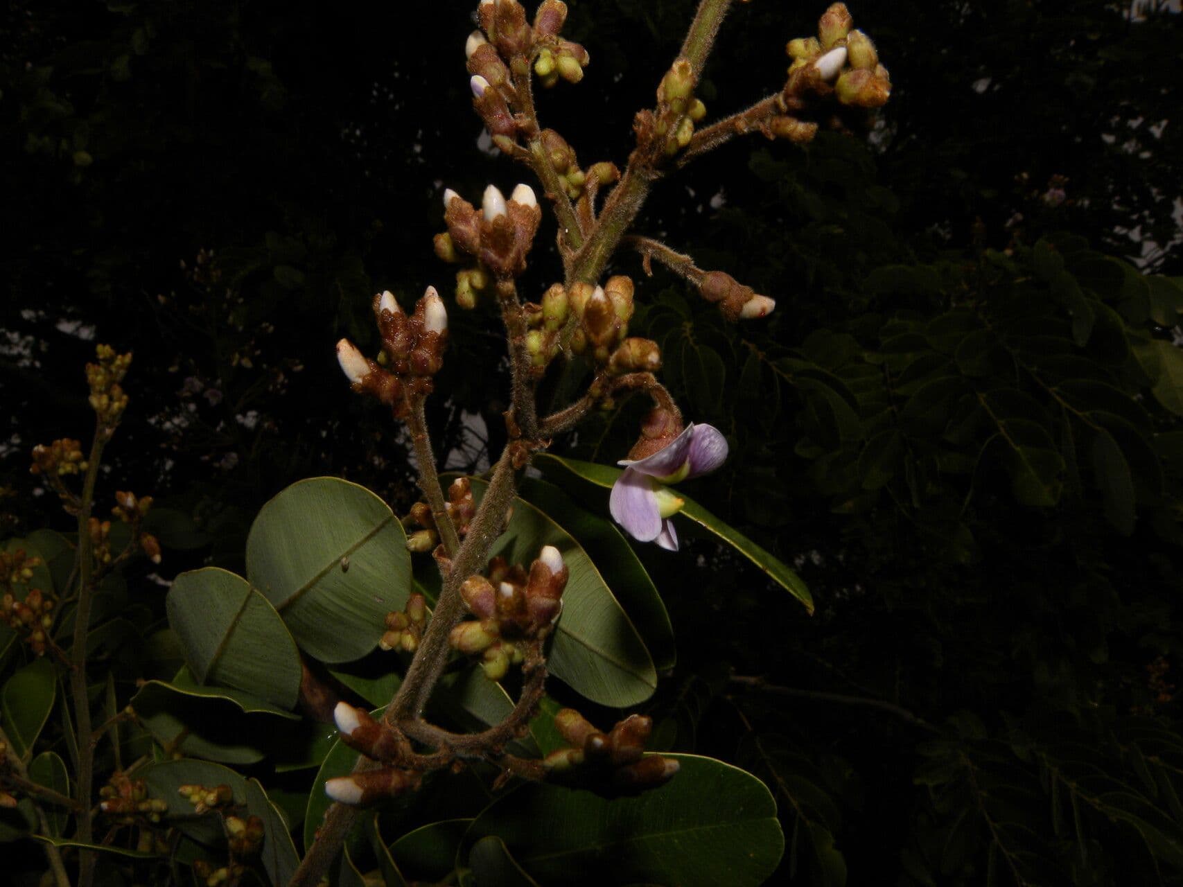 Machaerium biovulatum 6