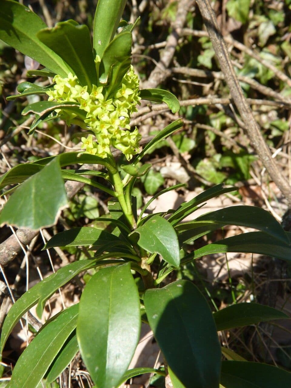 Olivella 27