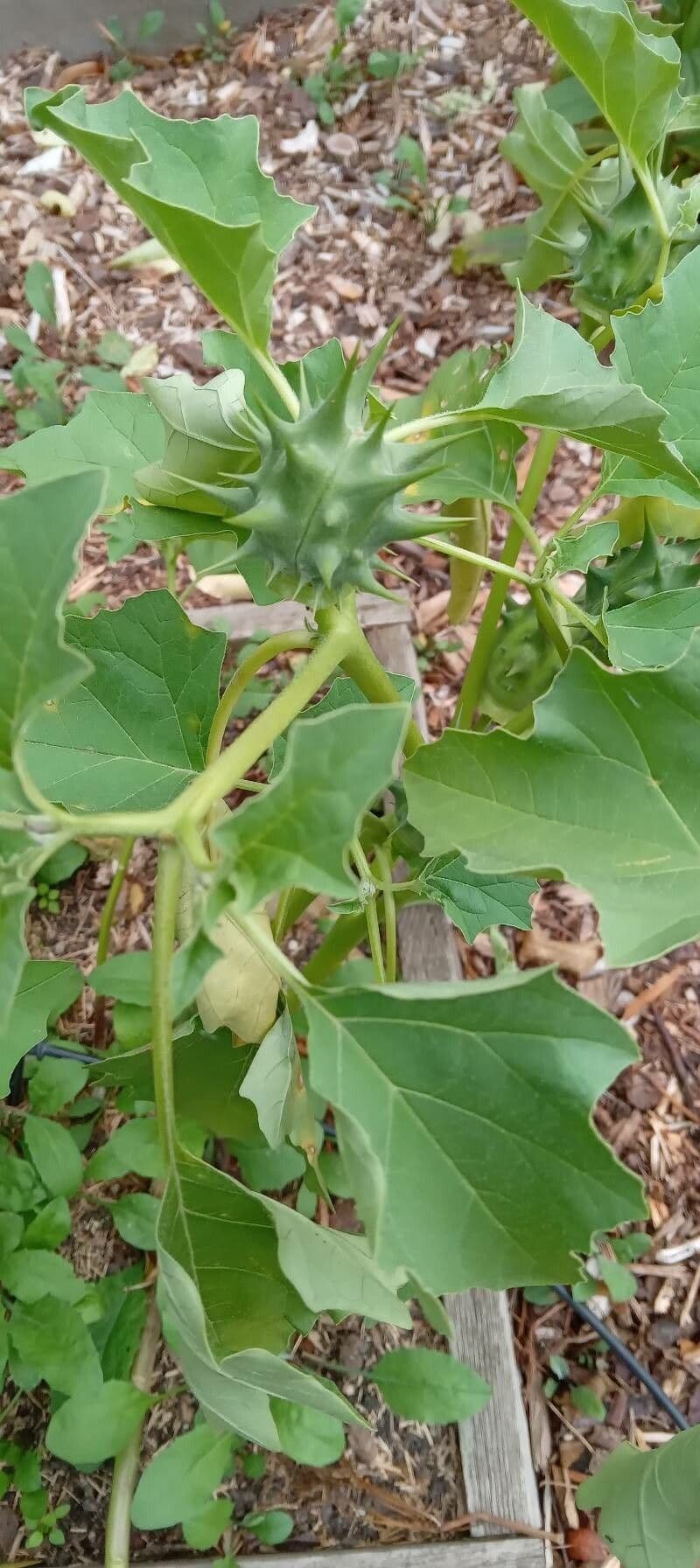 Datura 13