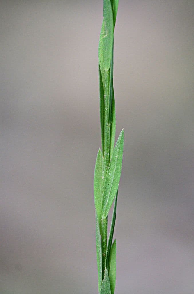 Mittlerer Lein 13