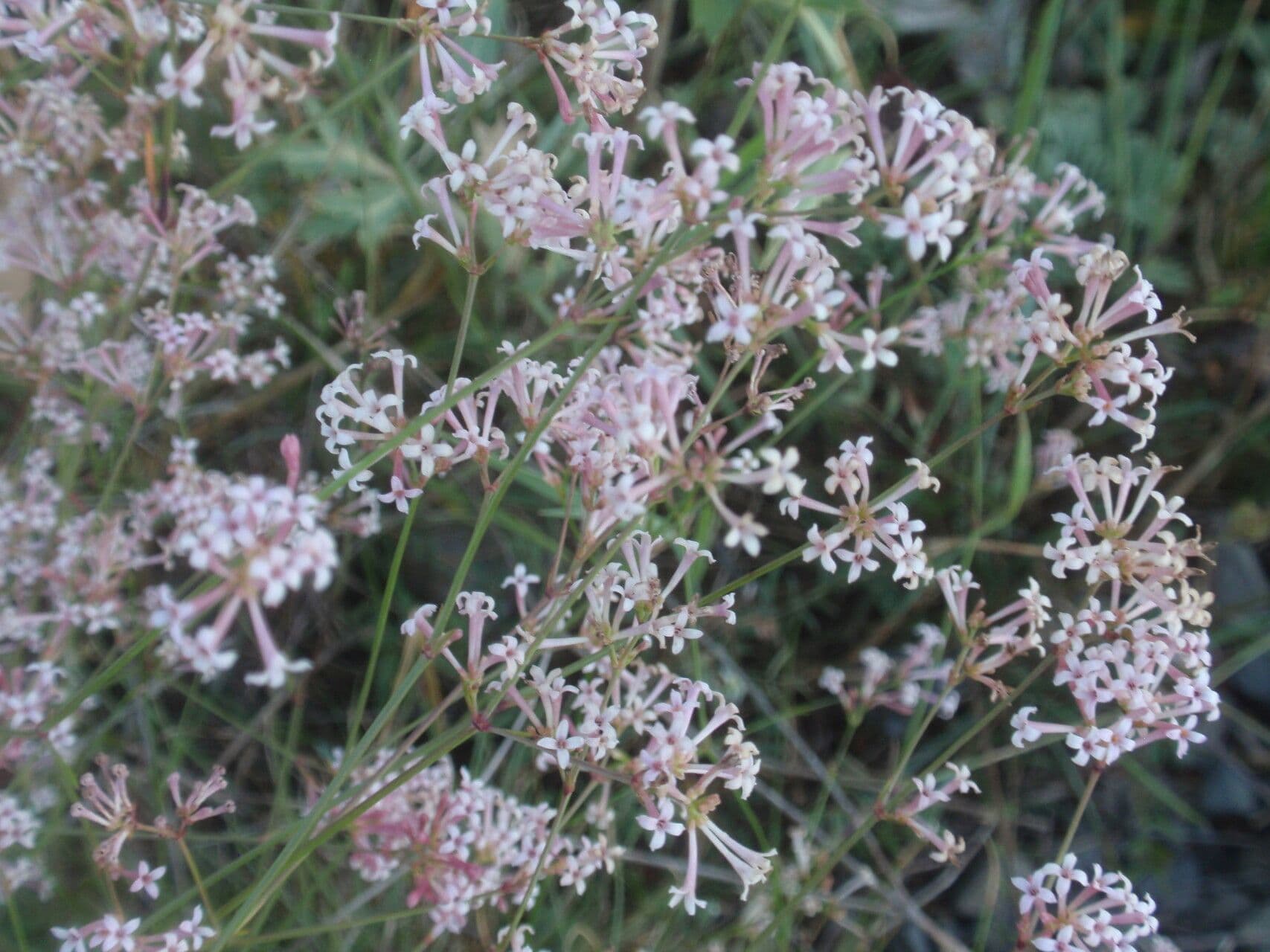 Asperula aristata 7