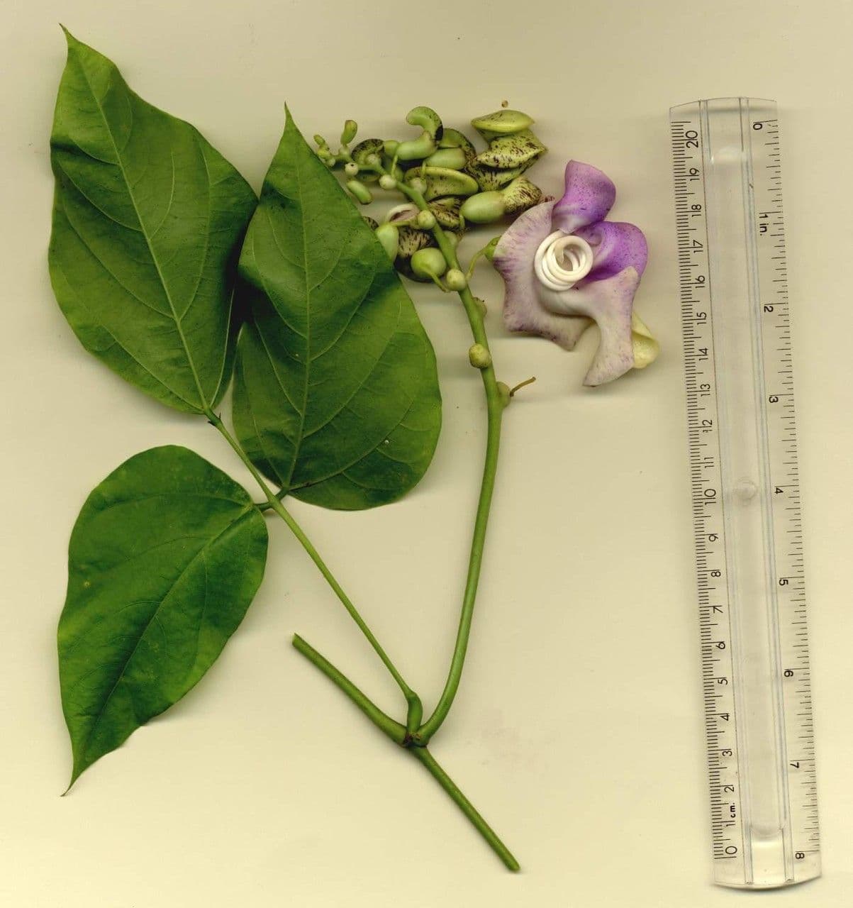 Cochliasanthus 25