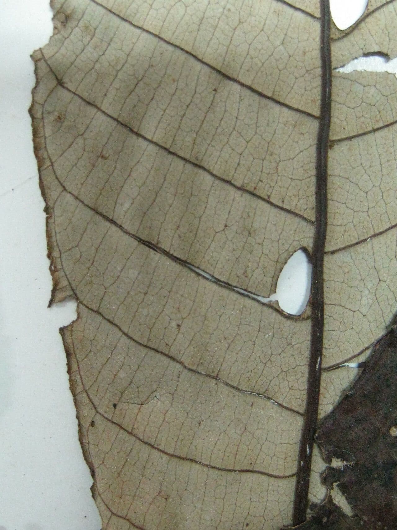Isertia hypoleuca