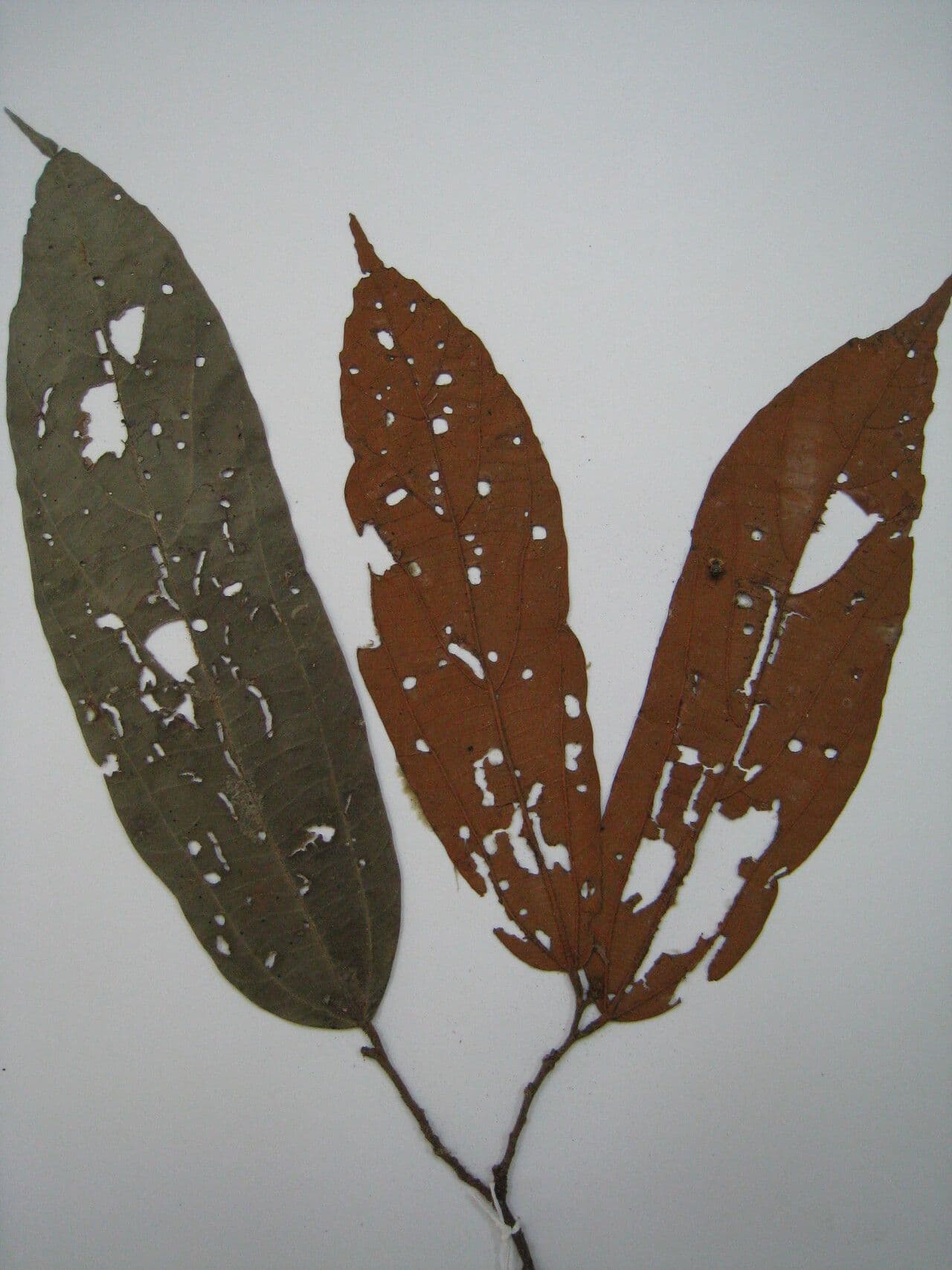 Lueheopsis 4