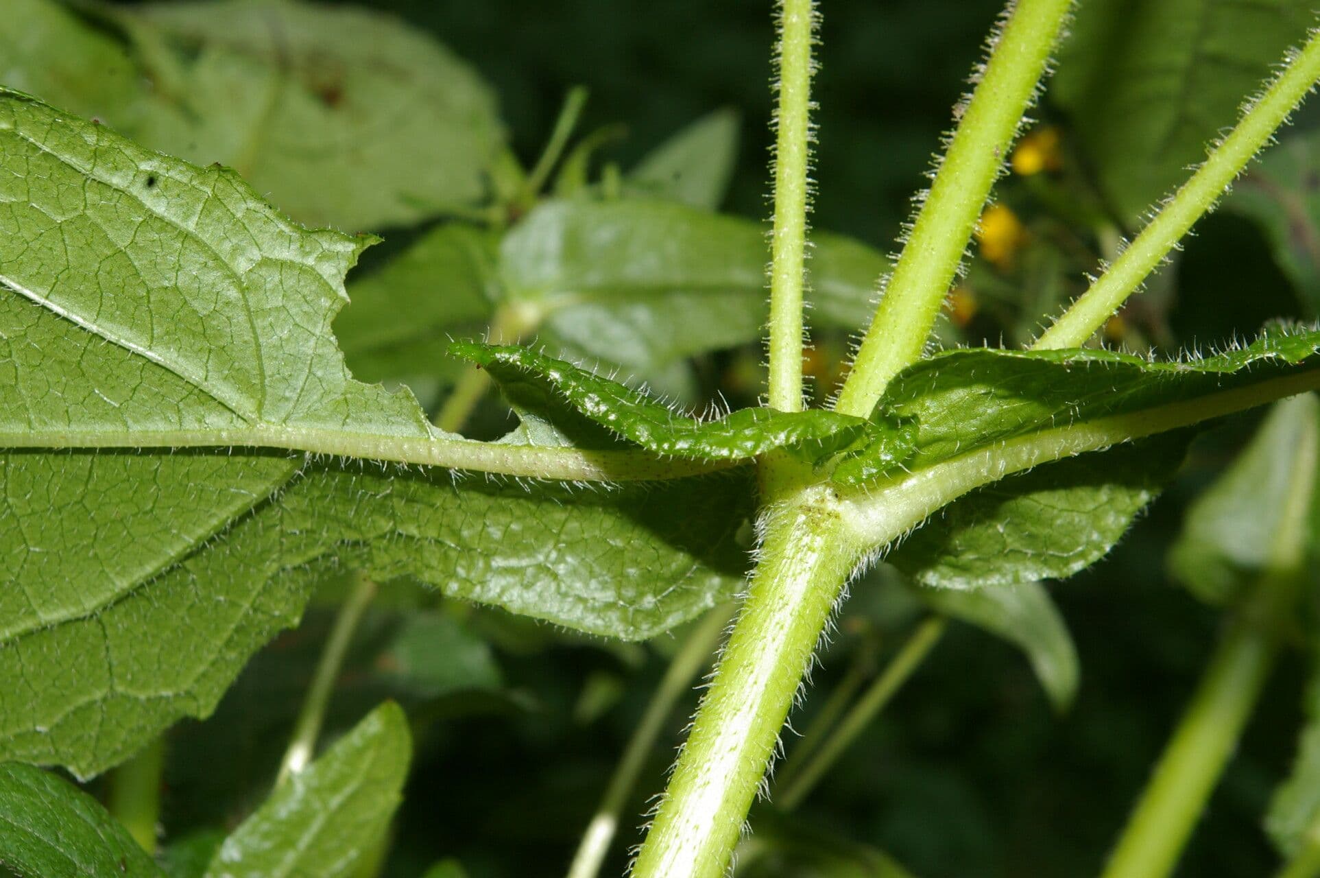 Sigesbeckia 9