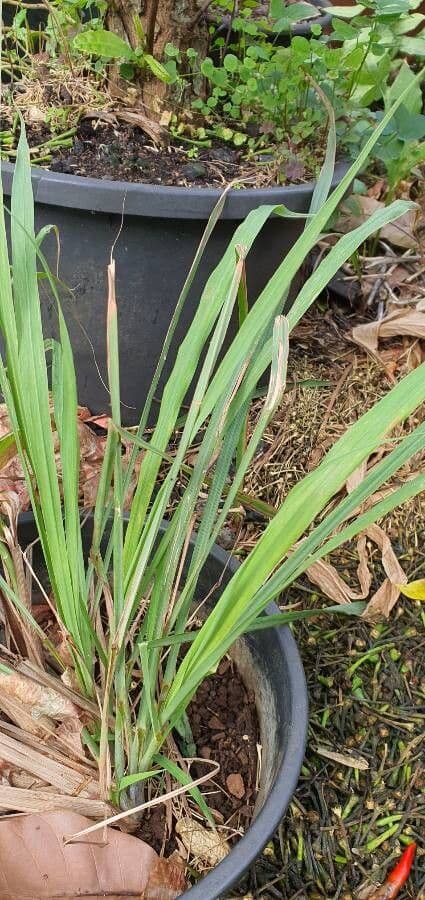Cymbopogon nardus 4