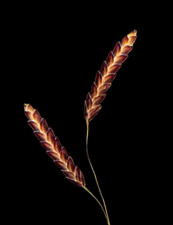 Zittergras 2