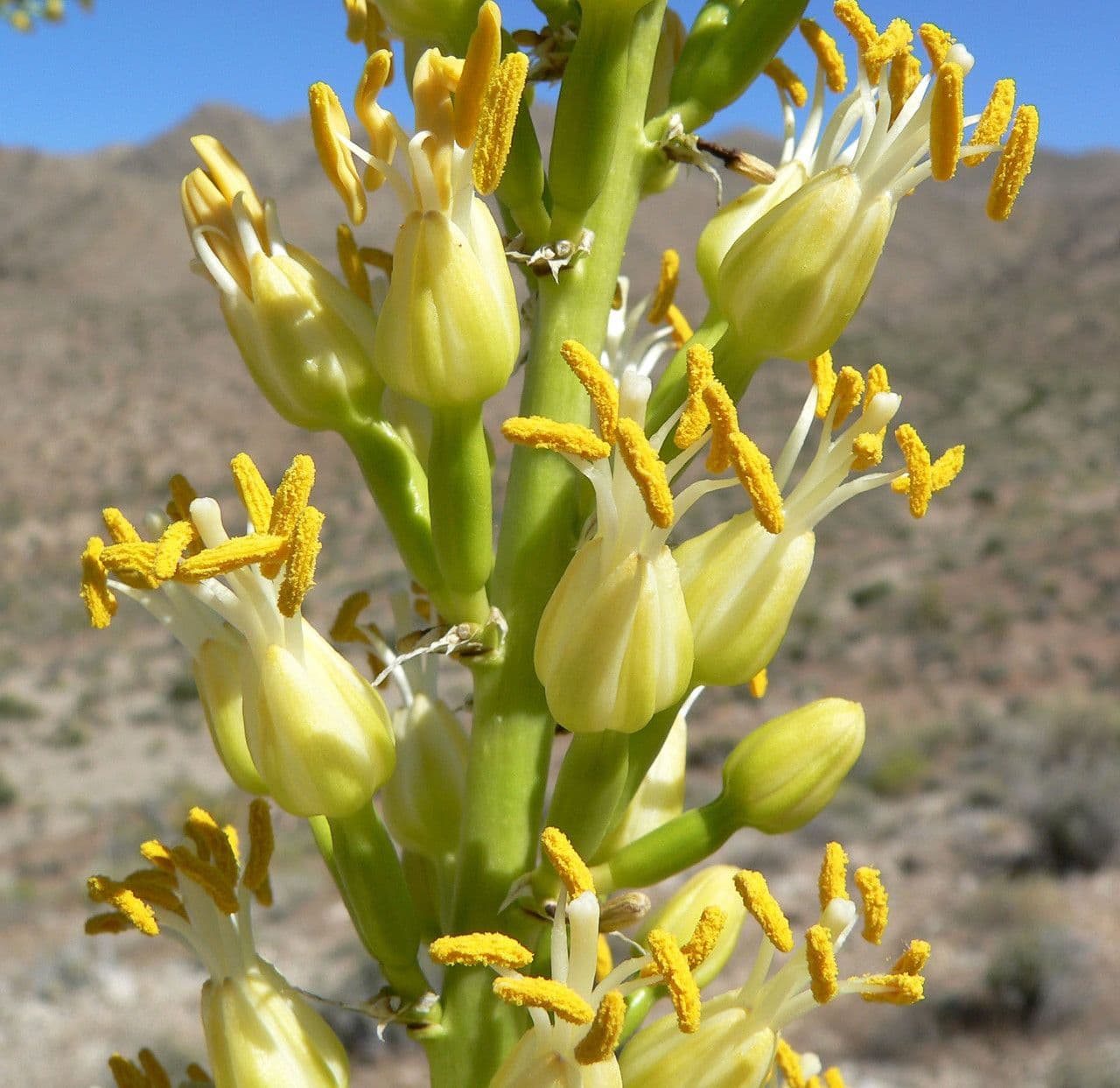 Utah-Agave 6