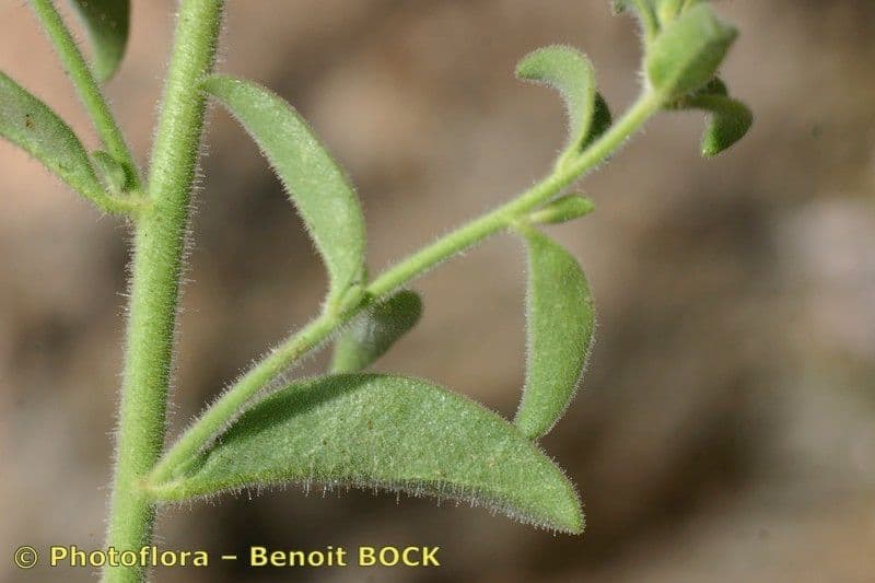 Bocca di leone 20