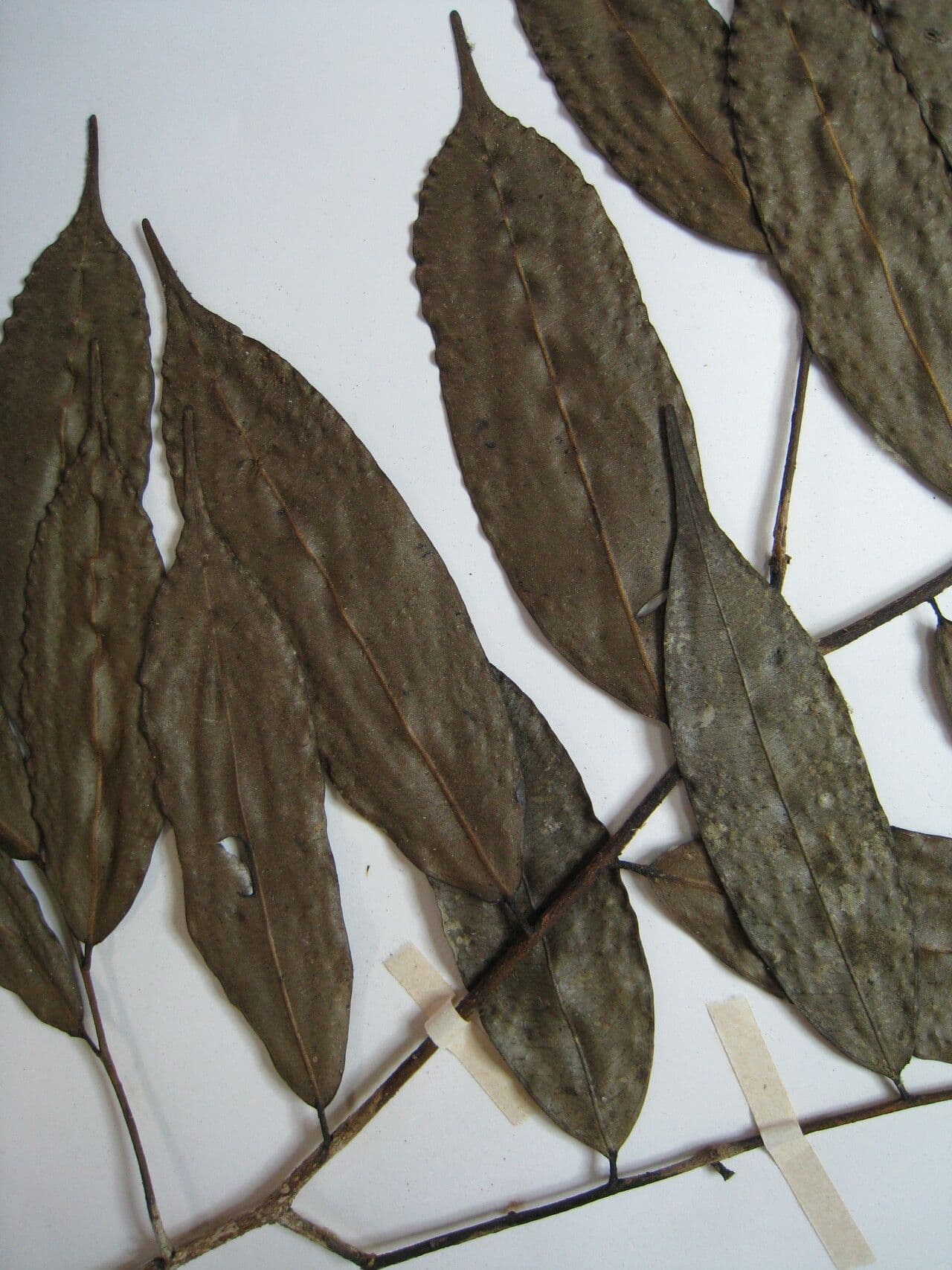 Pseudoxandra 2