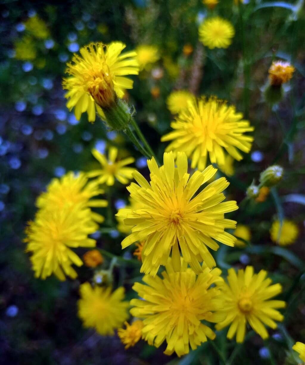Radicchiella bienne 7