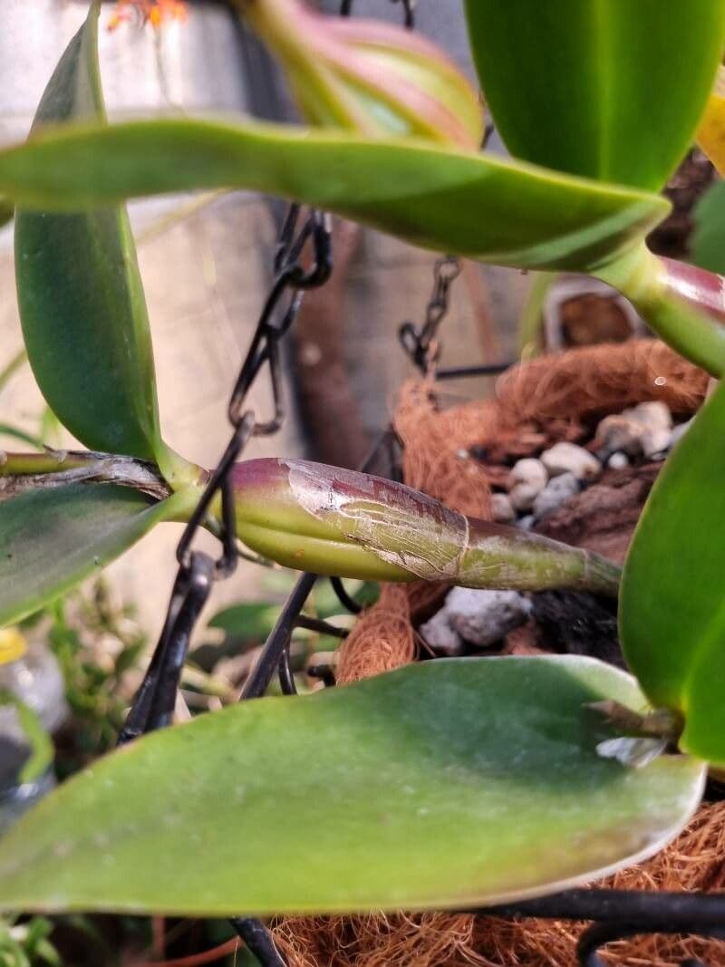 Cattleya 11