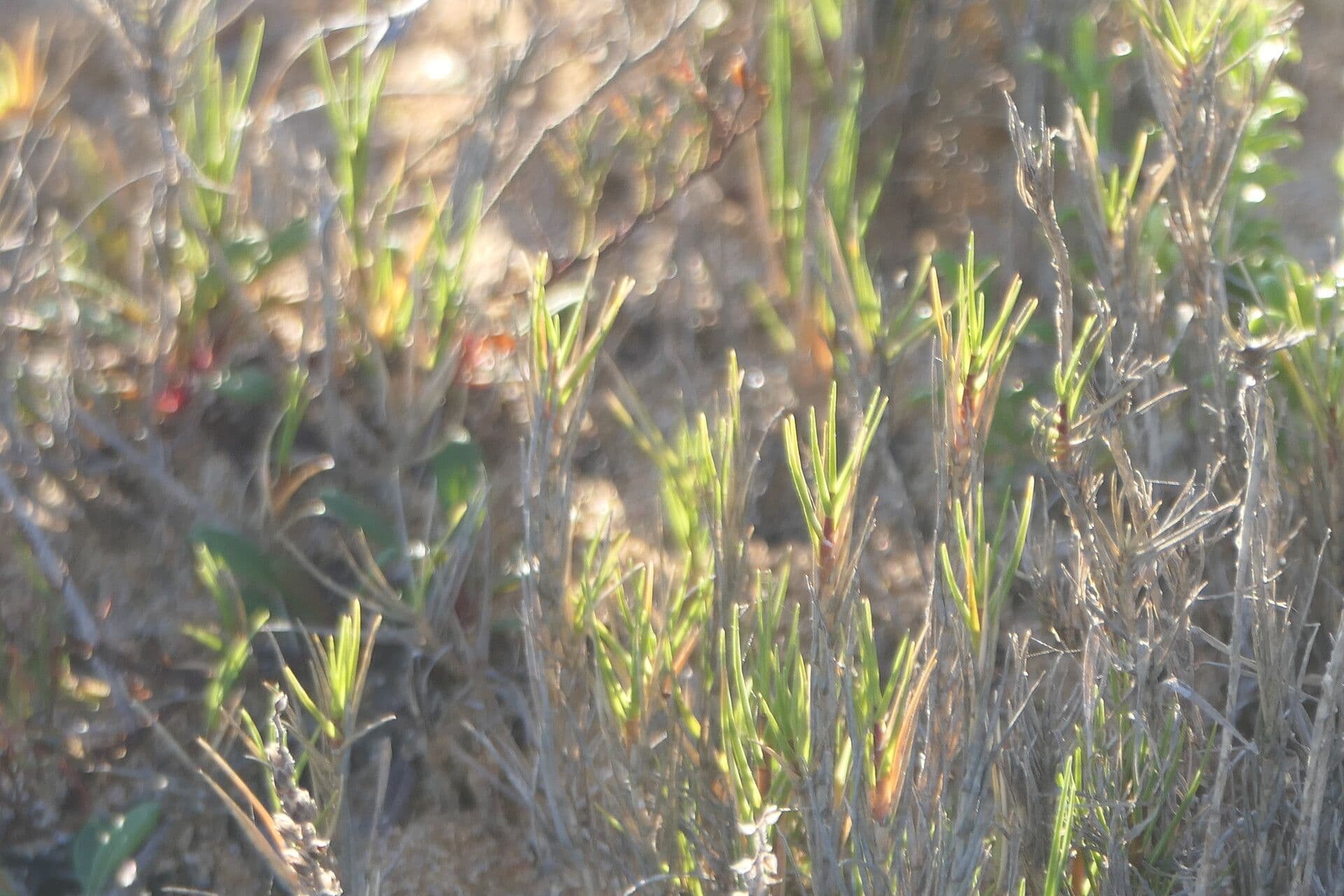 Rooibos 3