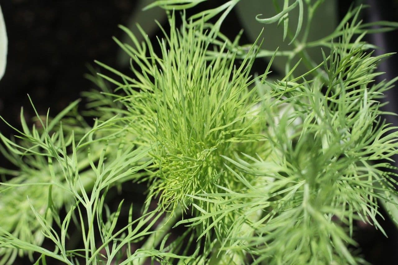 Dill 16